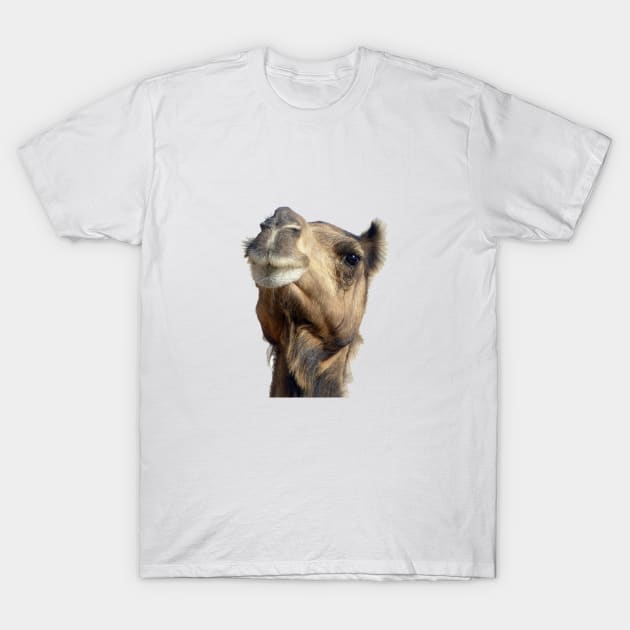 Moroccan dromedary camel T-Shirt by oknoki